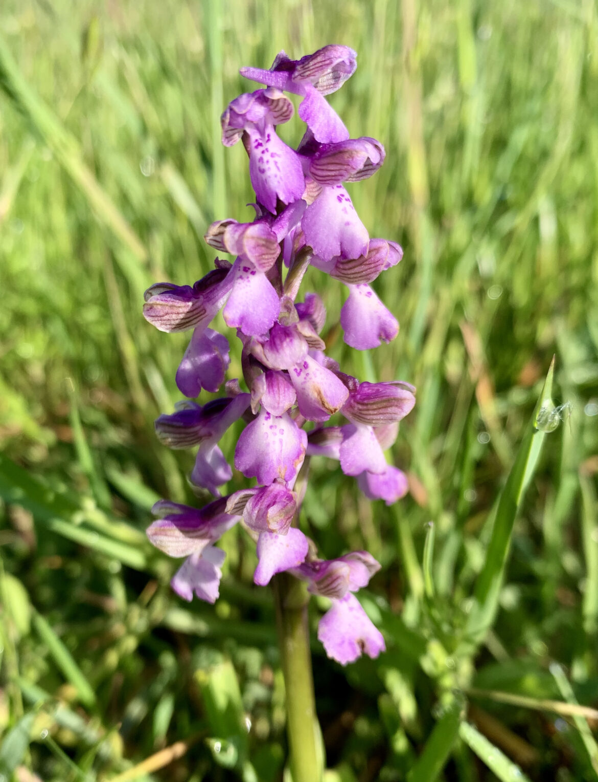 GREEN-WINGED ORCHID
