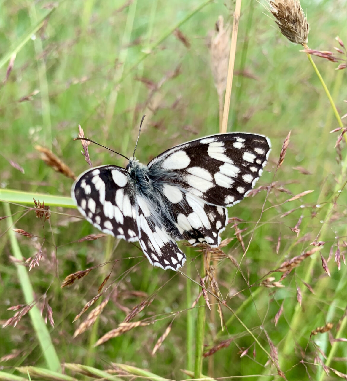 MARBLED WHITE BUTTERFLY