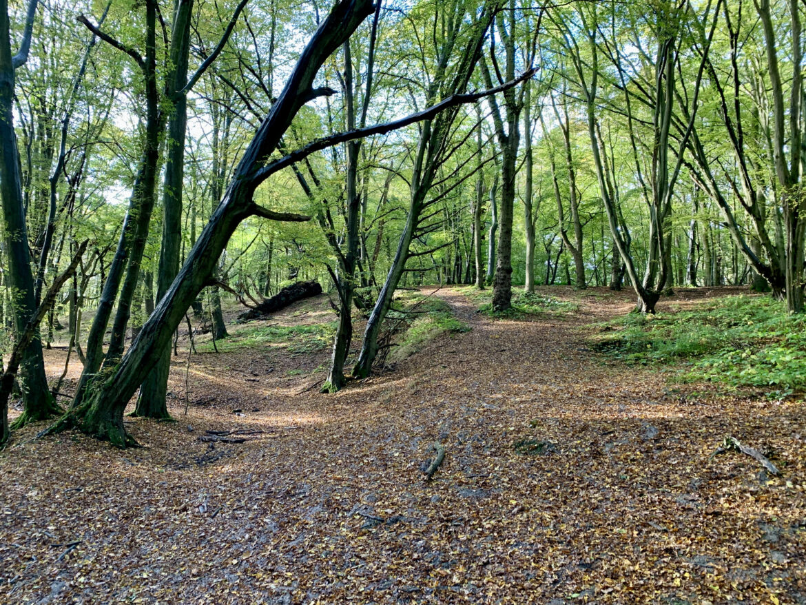 THORNDON COUNTRY PARK
