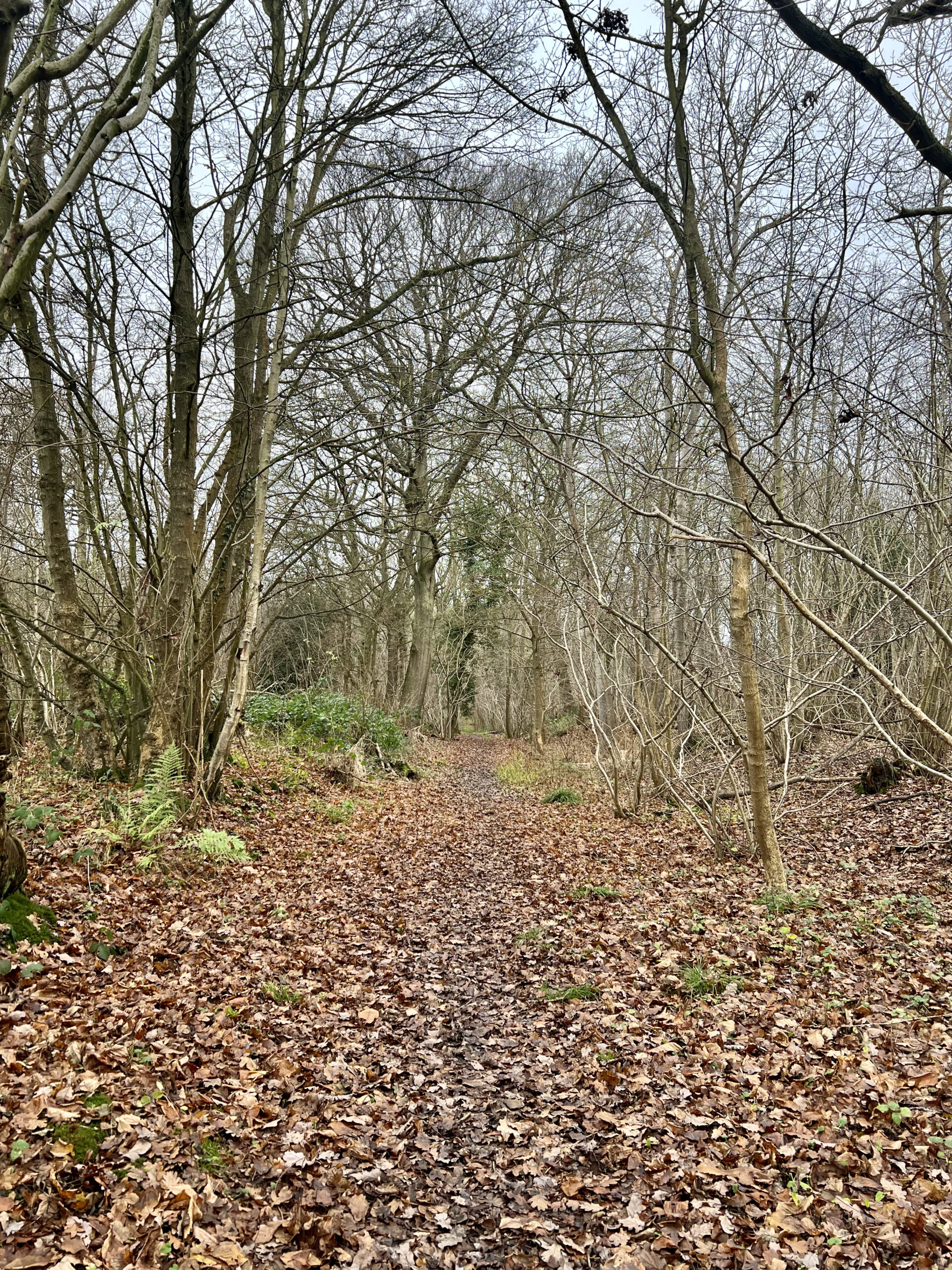 COPPERAS WOOD, WRABNESS…